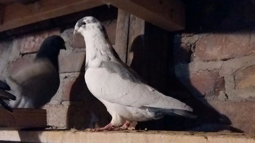 IMG-20171020-WA0033 - david 02