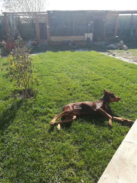 - Caini Dobermani