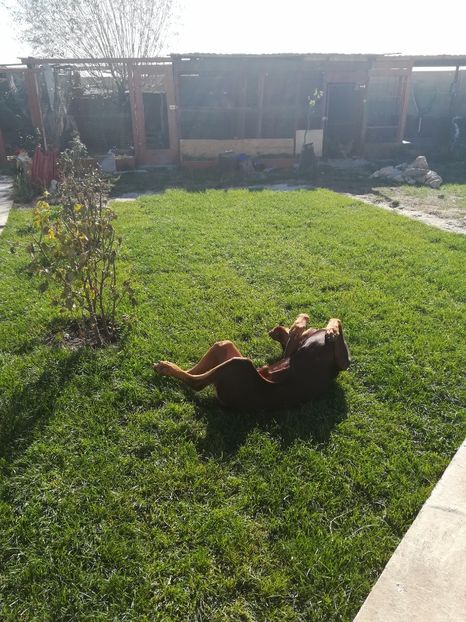  - Caini Dobermani