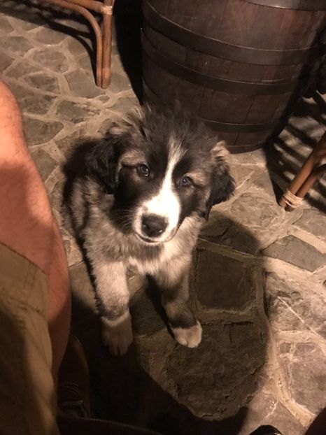 Mara la 2 luni. 14.10.2017 - MARA DE CROITORU