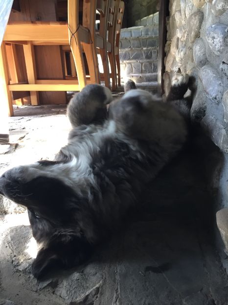 21.10.2017 - MARA DE CROITORU