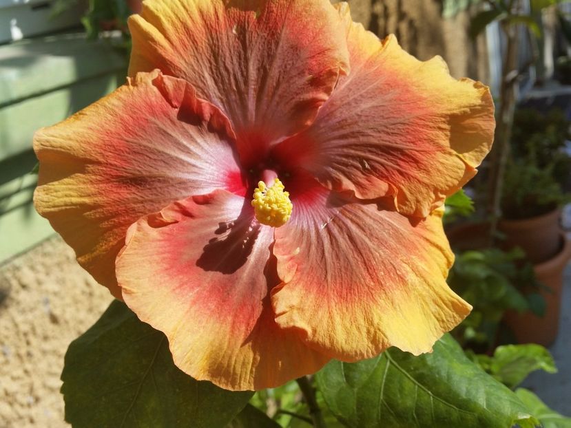 Prima floare - Tahitian Pretty Boy