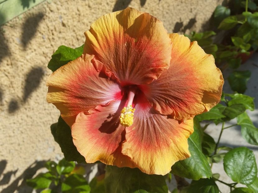  - Tahitian Pretty Boy