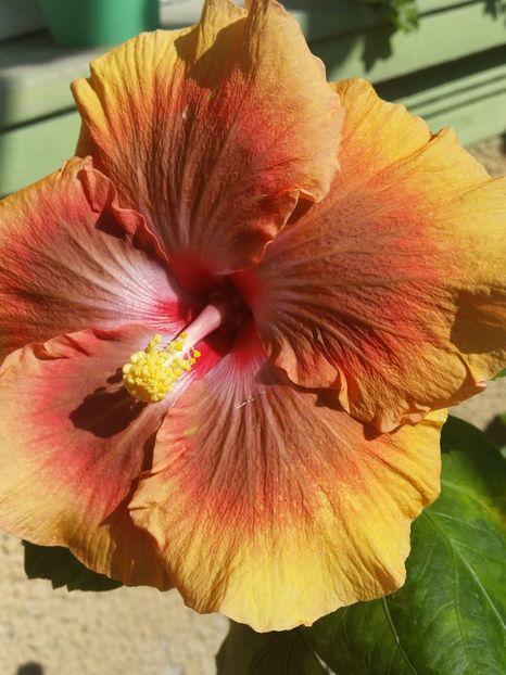  - Tahitian Pretty Boy