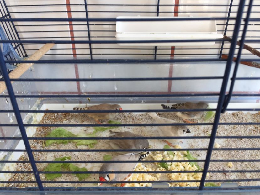 576669C0-FB0C-4269-80E5-697BB96CFFF1 - Pui zebre Septembrie 2017