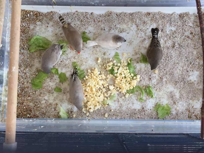 F083BC7B-B93C-40C0-A2C1-FB8D79BEB0CB - Pui zebre Septembrie 2017