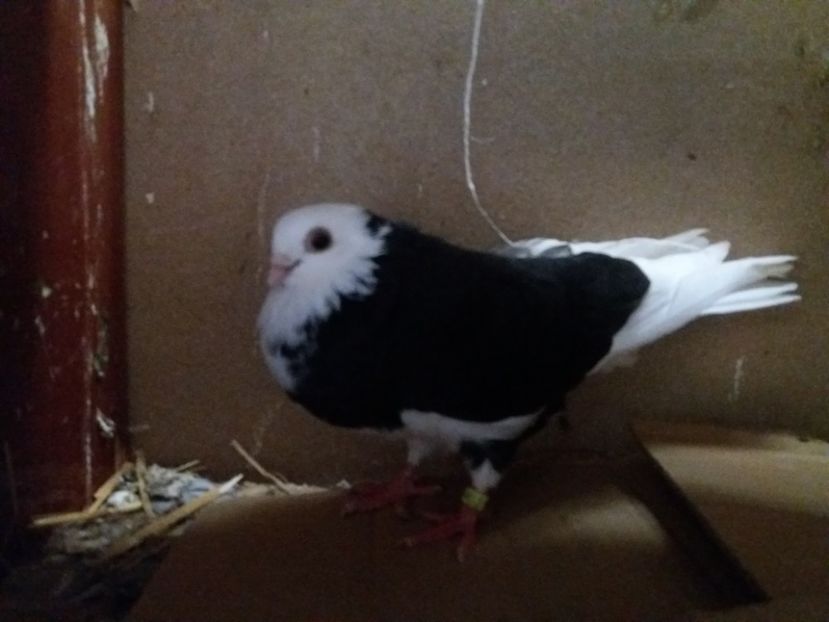 Porumbita - Jucatori de galati