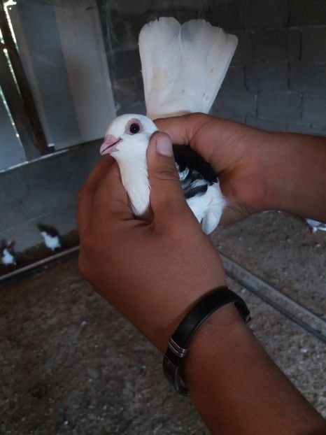 Mascul - Jucatori de galati