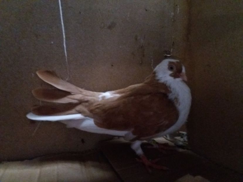  - Jucatori de galati