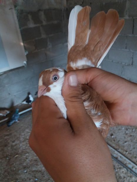  - Jucatori de galati