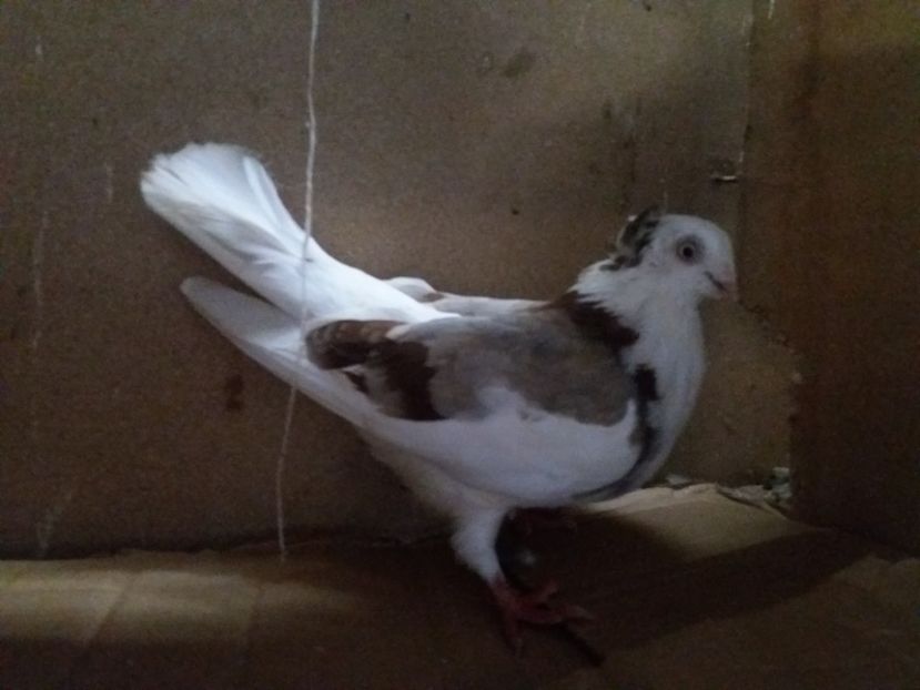  - Jucatori de galati