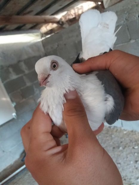 Mascul - Jucatori de galati