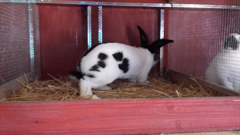 22449180_1555239291236084_89248234_o - Noutati 2017