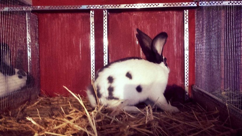 22449495_1555239124569434_263938586_o - Noutati 2017