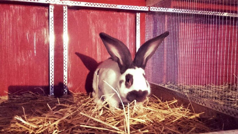 22450597_1555239164569430_1754757219_o - Noutati 2017