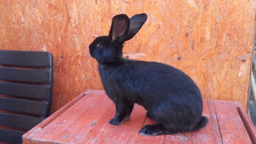 22343776_1553196434773703_899794472_o - Noutati 2017