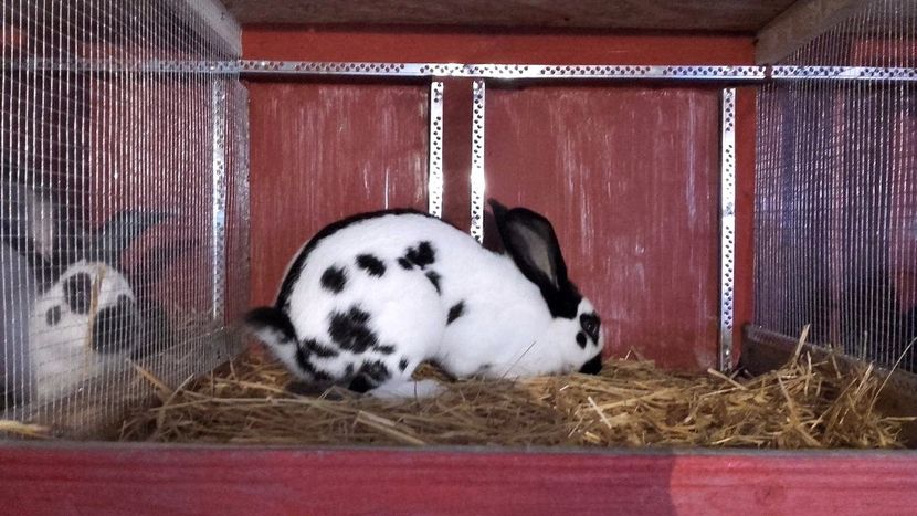 22396528_1555002441259769_1596145903_o - Noutati 2017