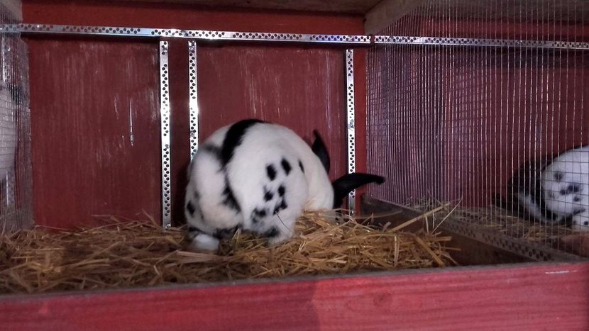 22396648_1555002651259748_1549875054_o - Noutati 2017