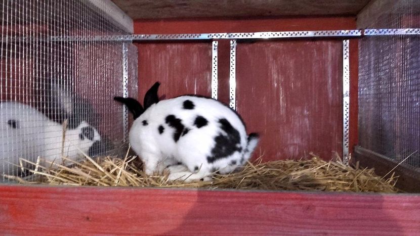 22396814_1555002517926428_1610669539_o - Noutati 2017