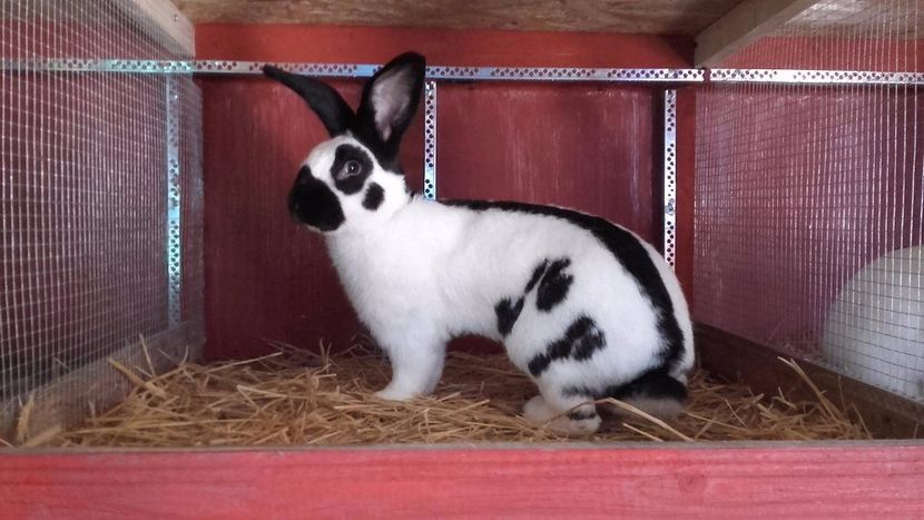 22403901_1555239314569415_265189153_o - Noutati 2017