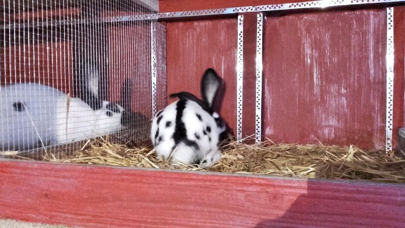 22425884_1555002304593116_1066369013_o - Noutati 2017