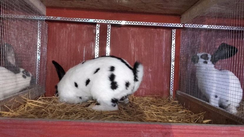 22425916_1555002771259736_1652325529_o - Noutati 2017