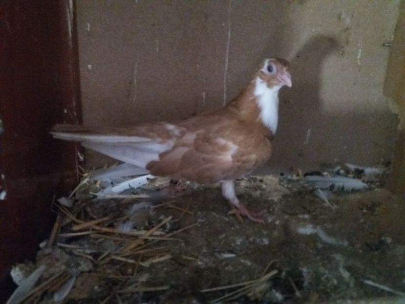 Porumbita - Jucatori de galati