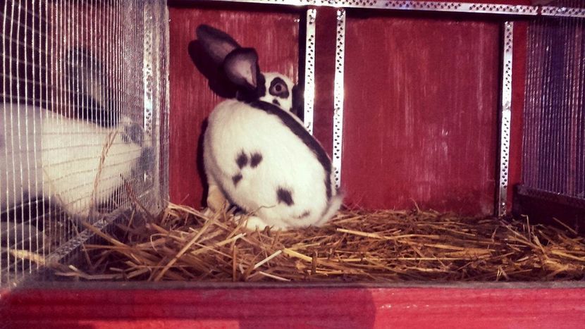 22429108_1555239101236103_171664393_o - Noutati 2017