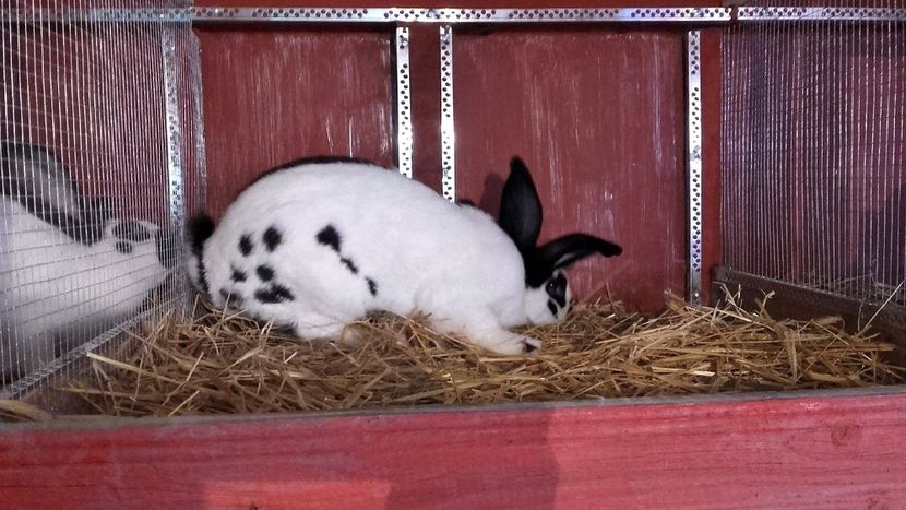 22429147_1555002591259754_2109828446_o - Noutati 2017