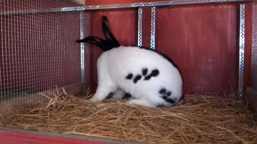 22429240_1555239404569406_2048738241_o - Noutati 2017