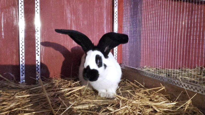 22429373_1555002251259788_1588608006_o - Noutati 2017