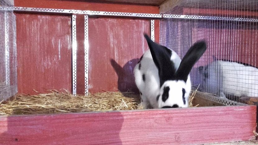 22429545_1555002374593109_1292131879_o - Noutati 2017