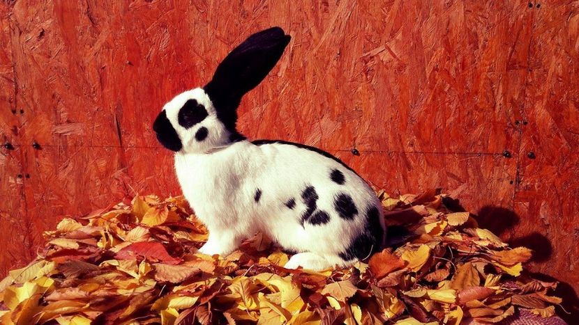 22664038_1562803837146296_1417266381_o - Noutati 2017