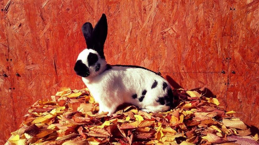 22643192_1562803720479641_1555593985_o - Noutati 2017