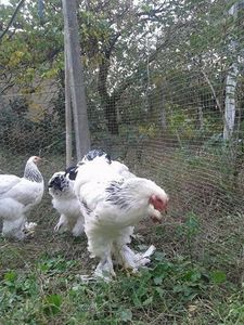  - Brahma Herminat deschis pt 2018