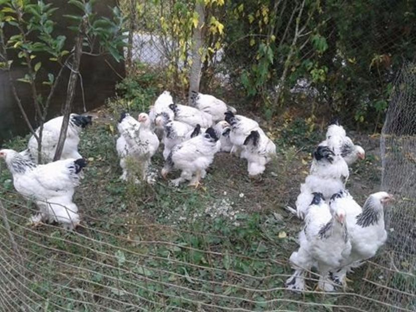  - Brahma Herminat deschis pt 2018