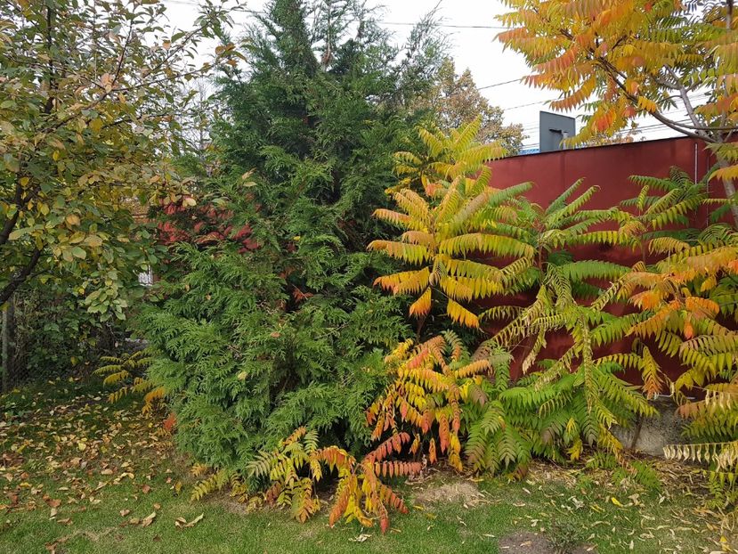 Otetar langa tuia - Octombrie 2017