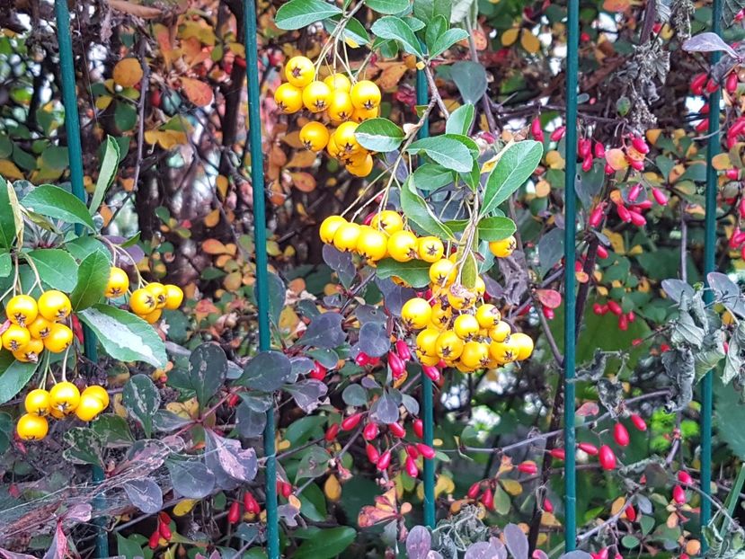 Berberis si pyracantha - Octombrie 2017