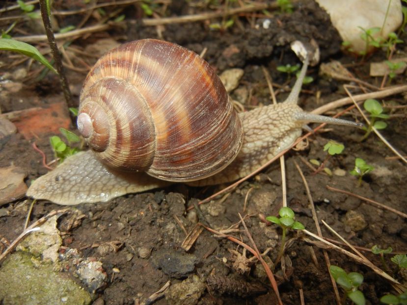 Garden Snail. Melc (2017, April 17) - SNAILS_Melci