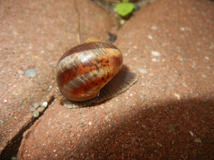 Garden Snail. Melc (2017, May 08) - SNAILS_Melci