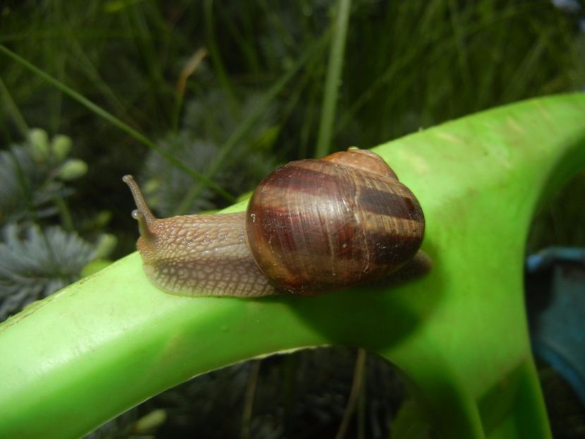 Garden Snail. Melc (2017, May 08) - SNAILS_Melci