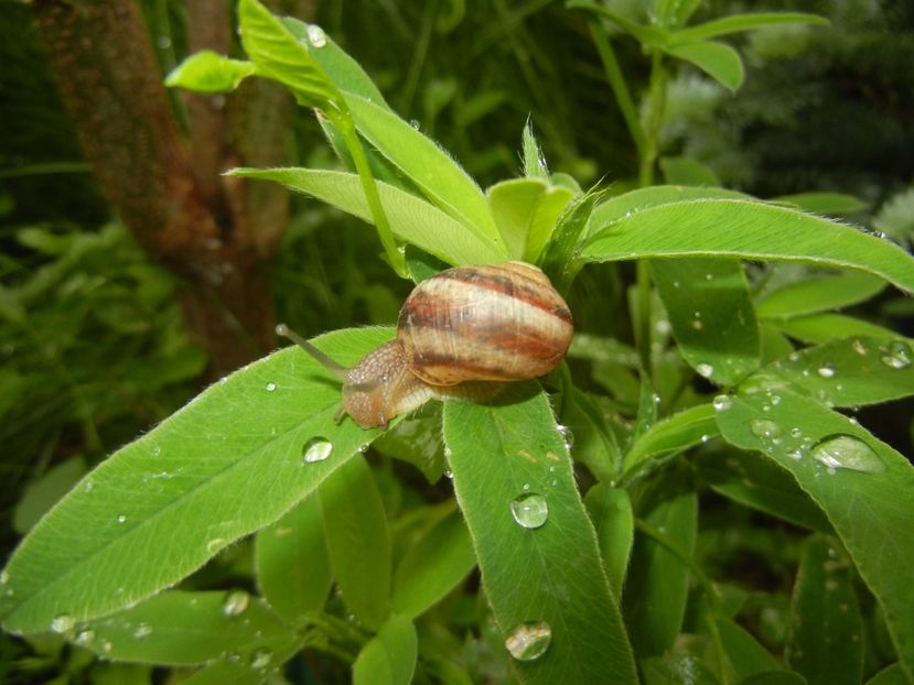 Garden Snail. Melc (2017, May 25) - SNAILS_Melci