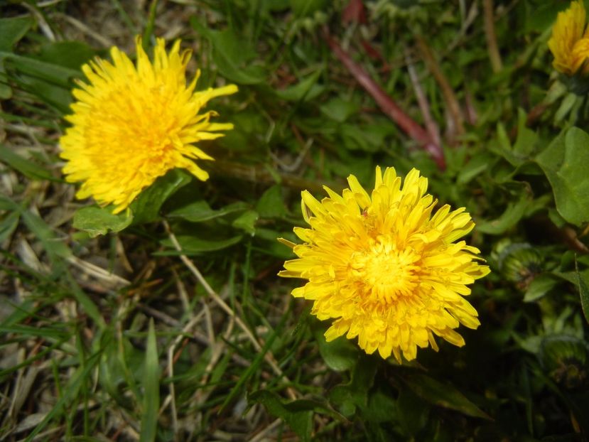 Dandelion (2017, April 05) - Taraxacum officinale_Dandelion