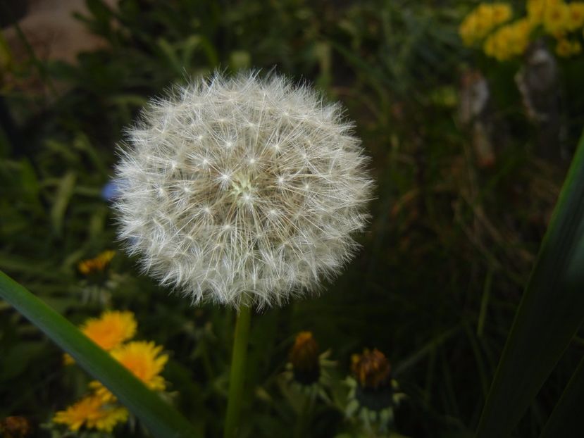 Dandelion (2017, April 10) - Taraxacum officinale_Dandelion