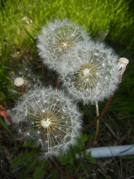 Dandelion (2017, May 03) - Taraxacum officinale_Dandelion