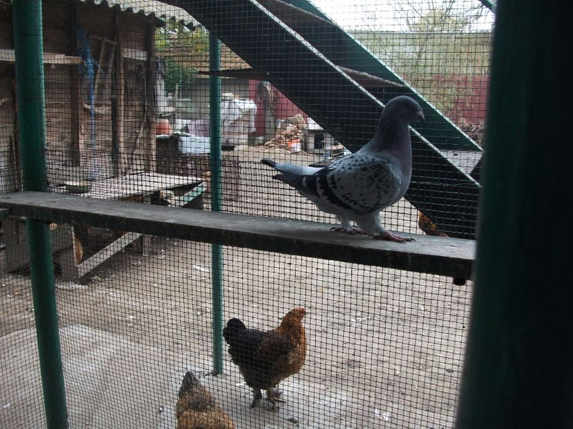 fata - porumbei 2017