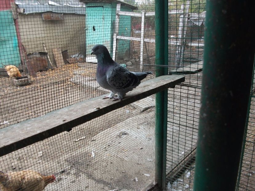 fata - porumbei 2017