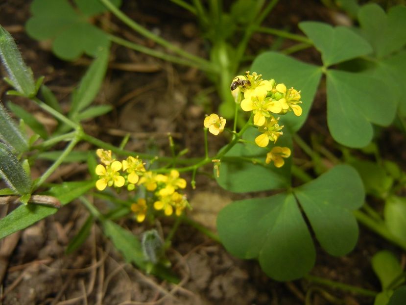 Creeping Yellowcress (2017, June 01) - Rorippa sylvestris