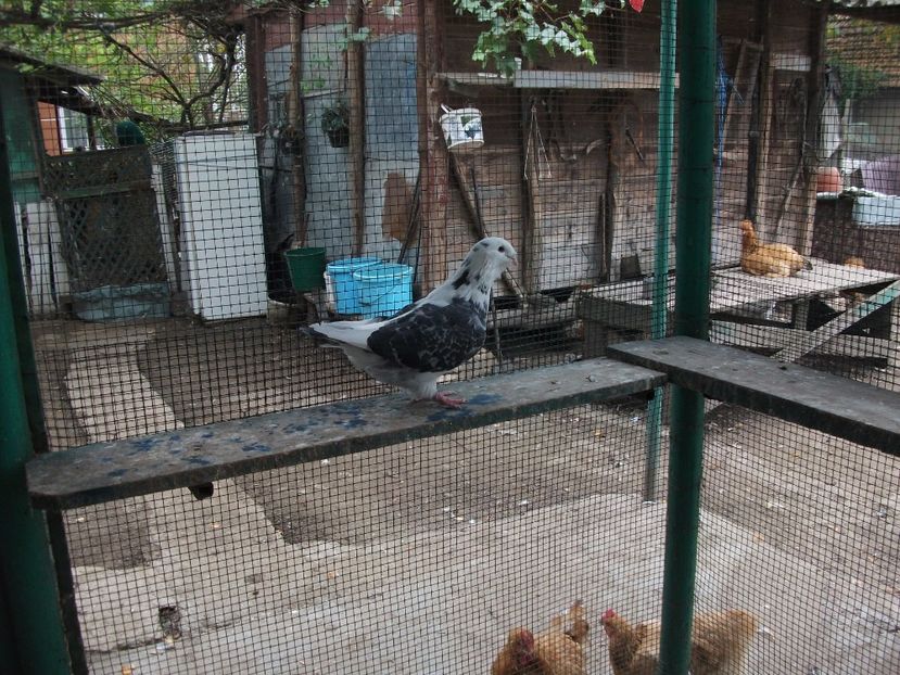 fata - porumbei 2017