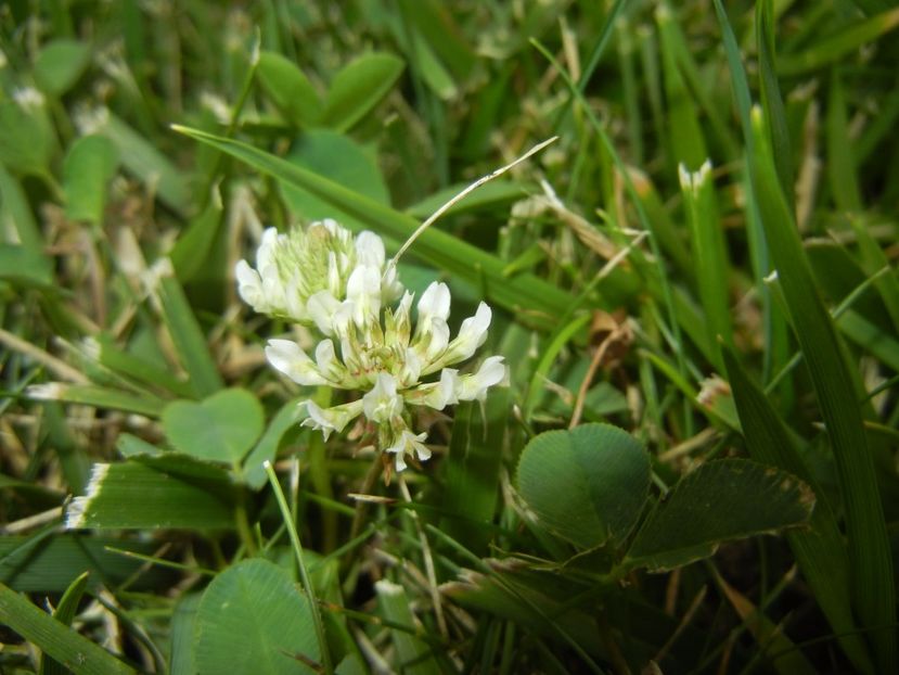 Trifolium repens (2017, July 04) - Trifolium repens_White Clover